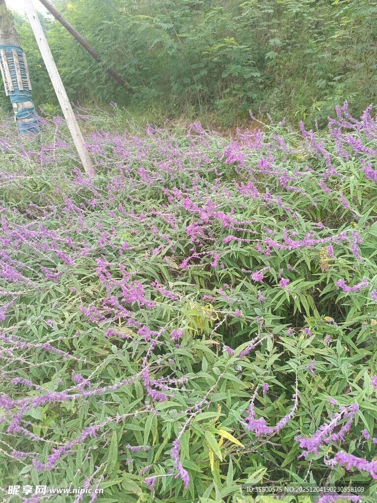 紫色花卉繁茂的绿植景观