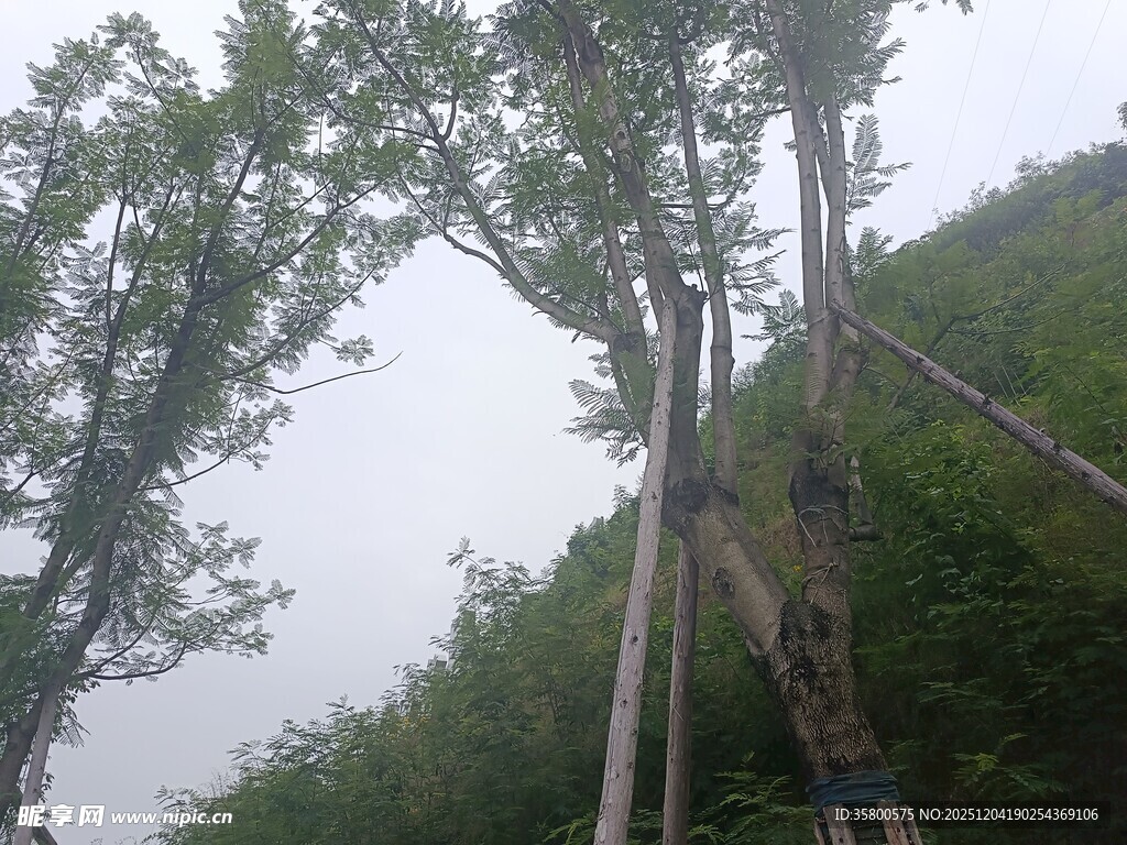 山坡上的树木与支撑物