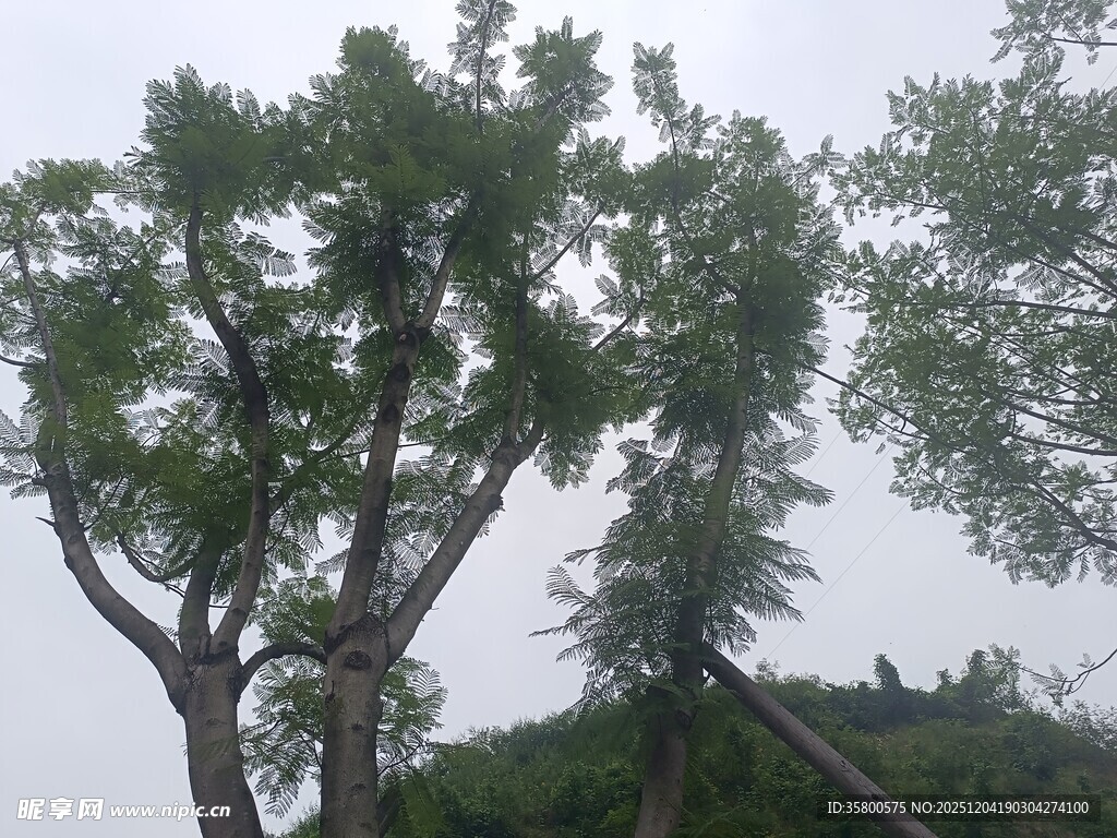 高大繁茂的绿树