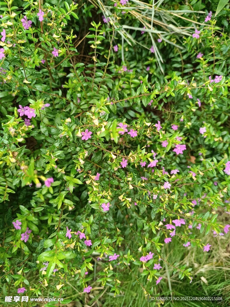 繁茂绿植中的紫色小花