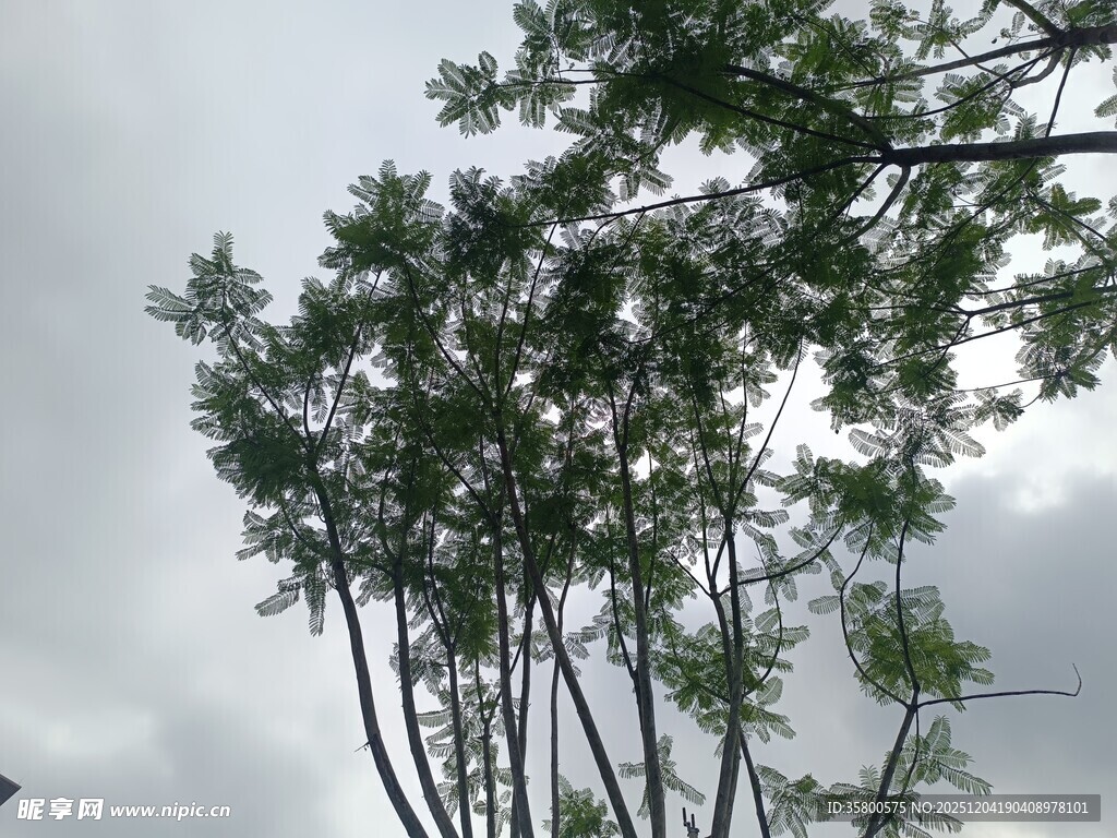 仰视下的繁茂绿树