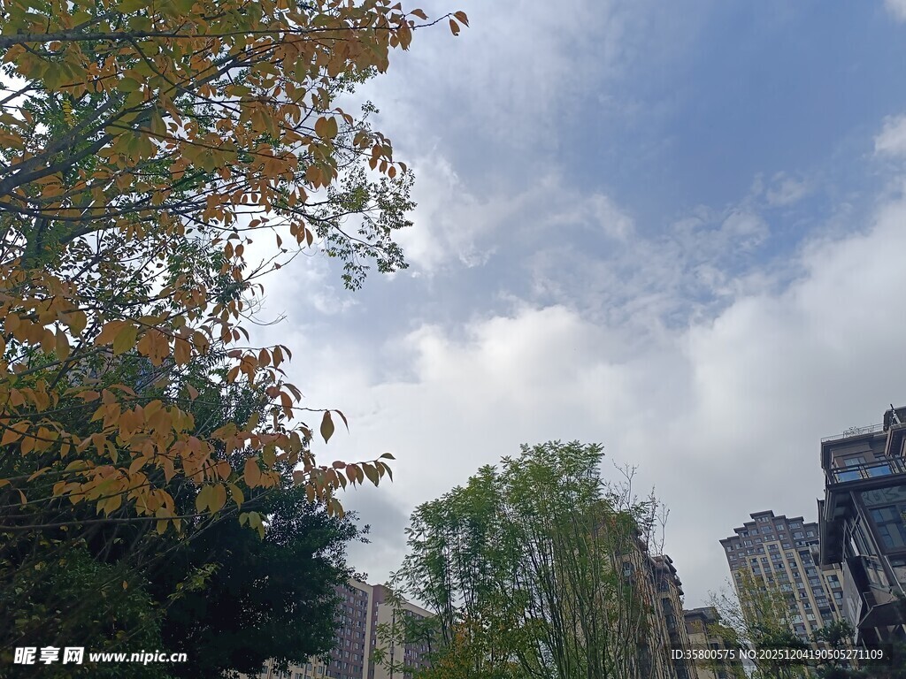 秋日城市中的绿树与建筑