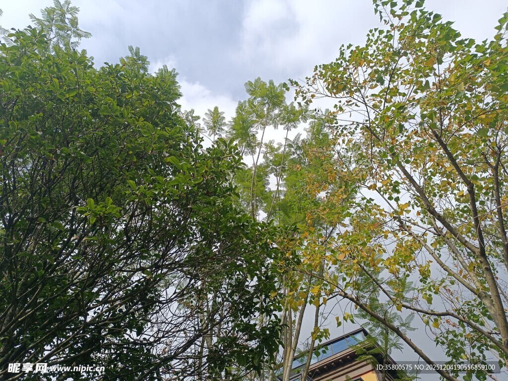 林间树梢与天空的景致