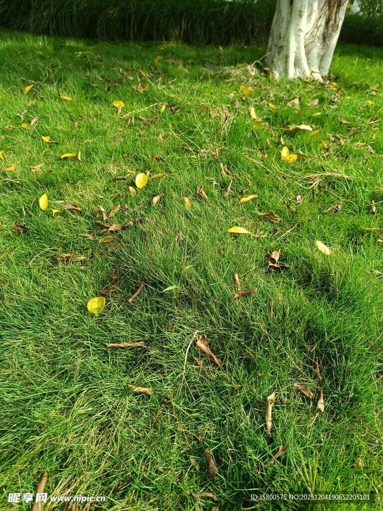 草地树木下的自然景致