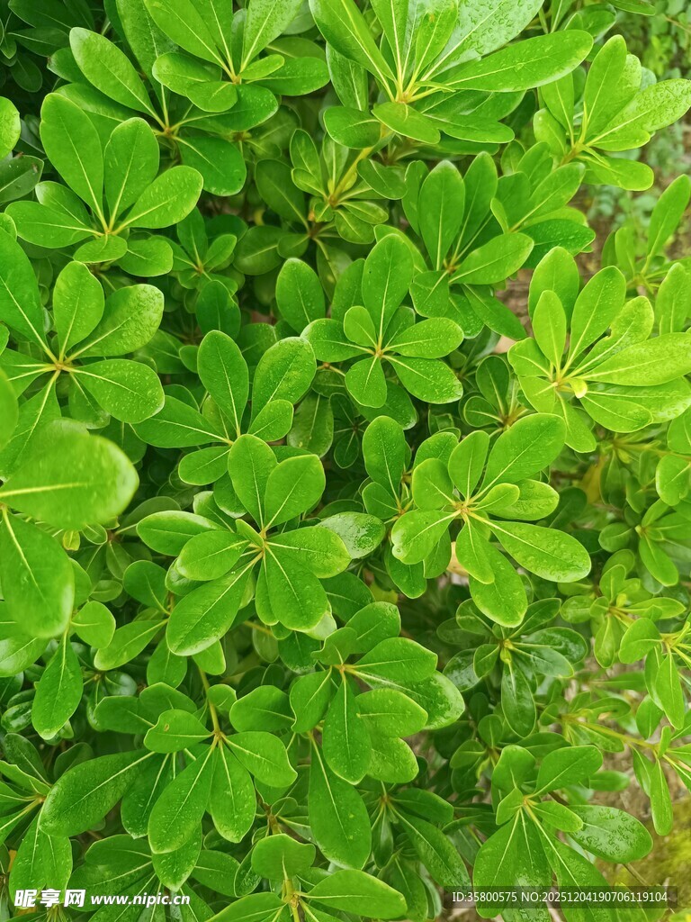 翠绿繁茂的叶片植物