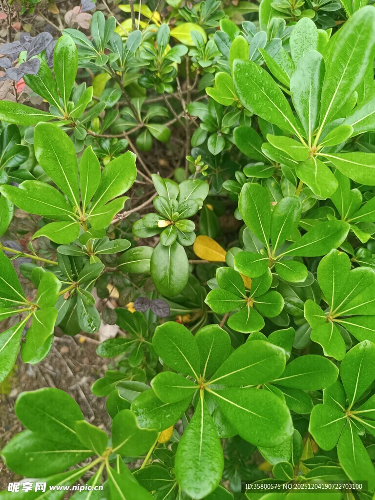 绿叶繁茂的植物景观