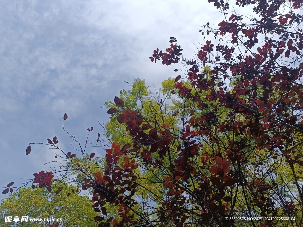 枝头繁花映蓝天