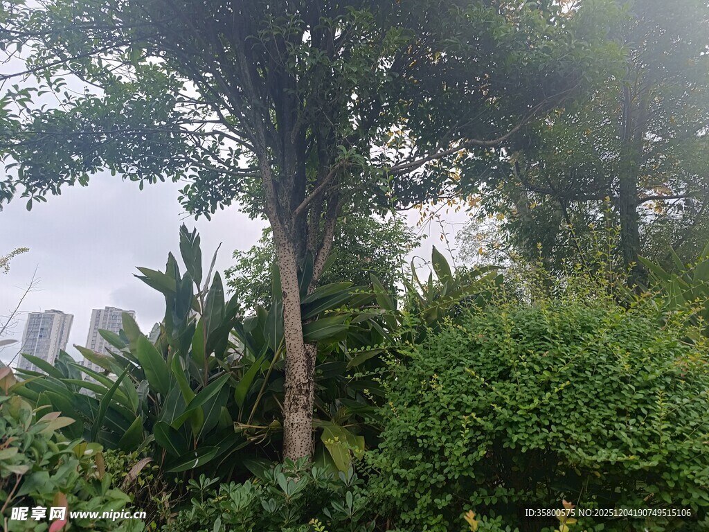 山林间的繁茂绿植景观