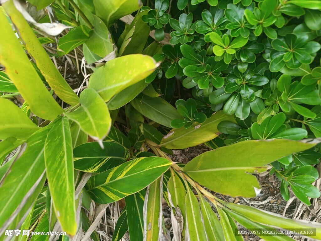 翠绿多样的热带植物景观