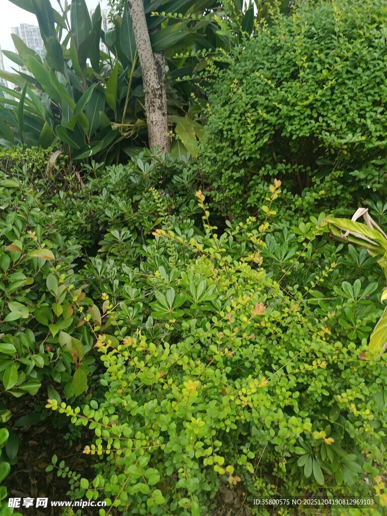 繁茂绿植景观