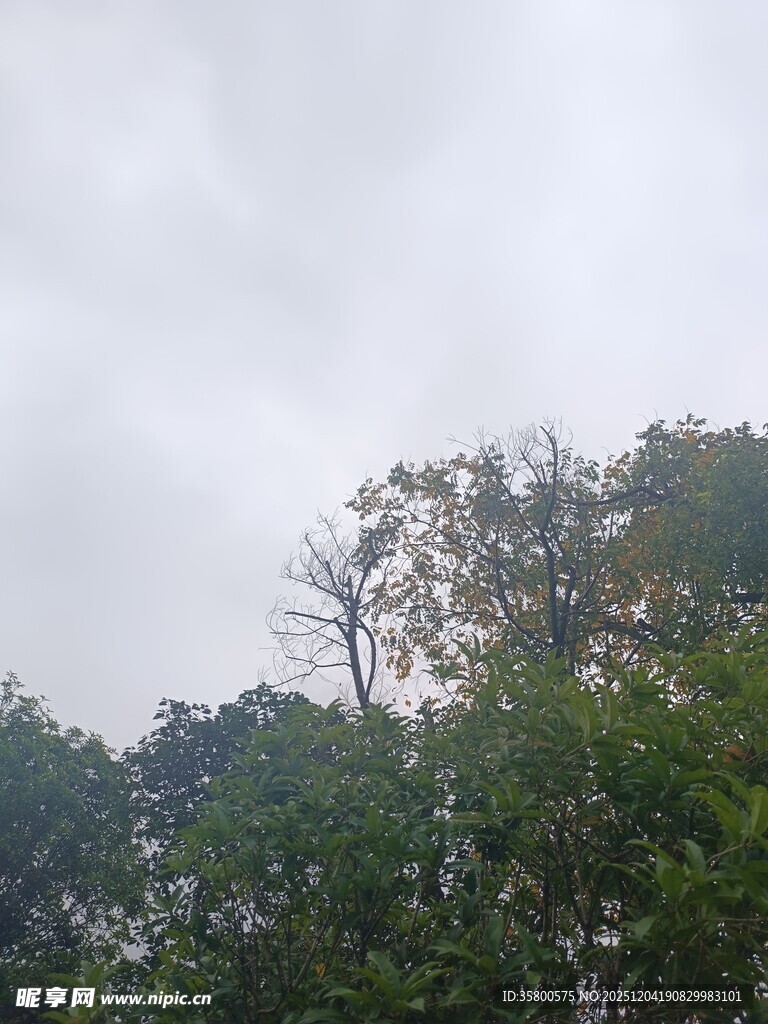 阴天中的茂密树林