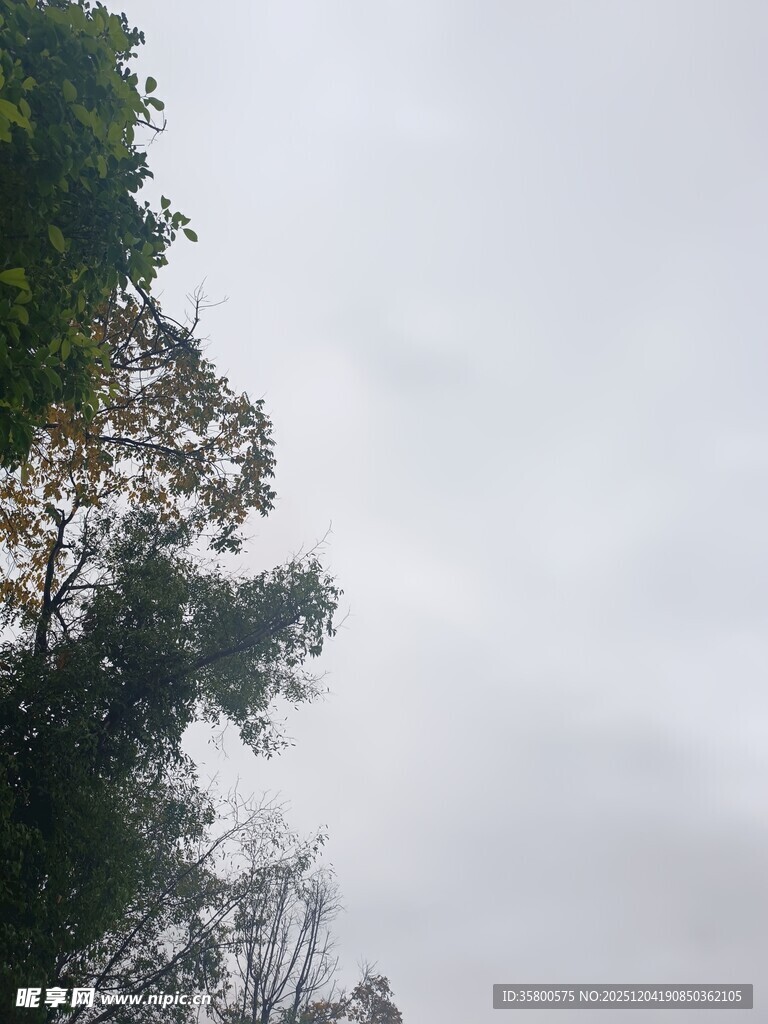 阴天中的树木景观