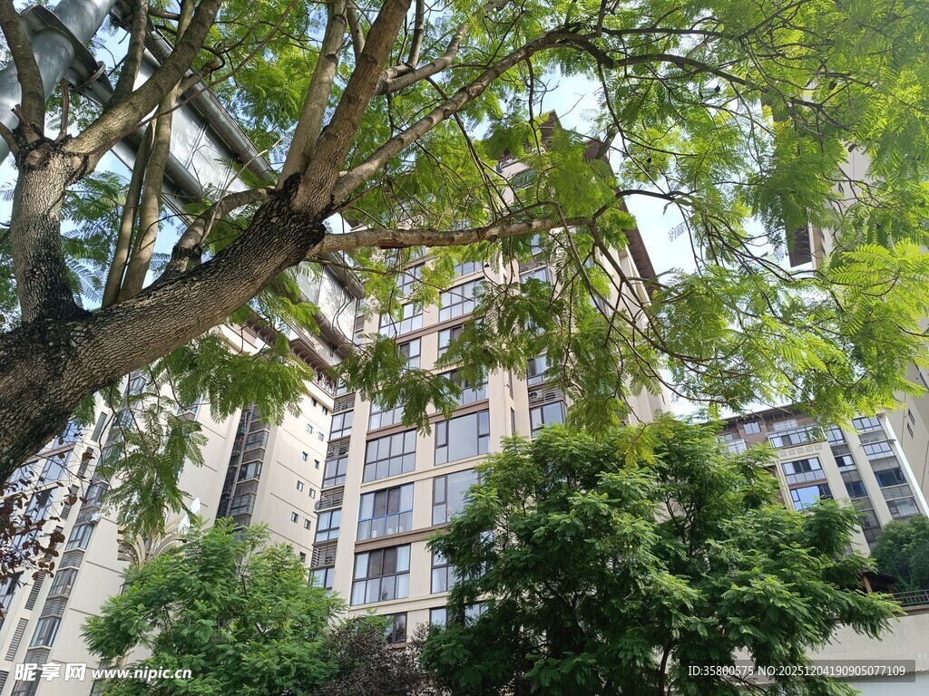 城市中繁茂大树与建筑