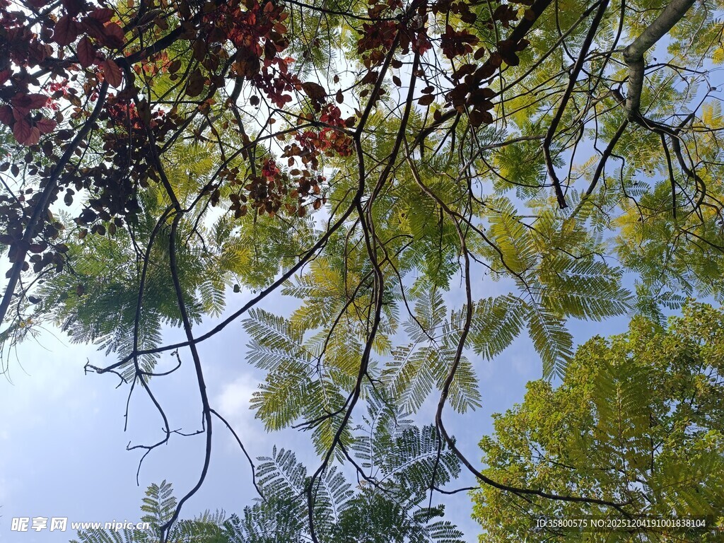 仰视繁茂枝叶与蓝天