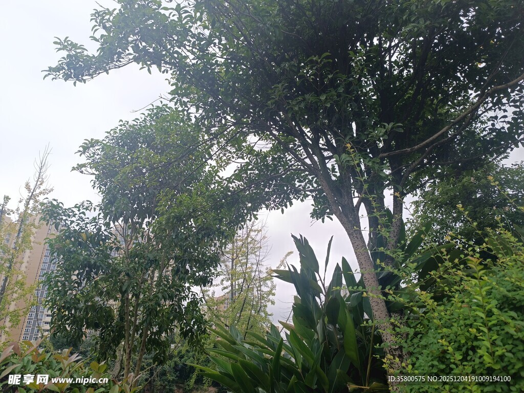 繁茂树林中的绿意景致