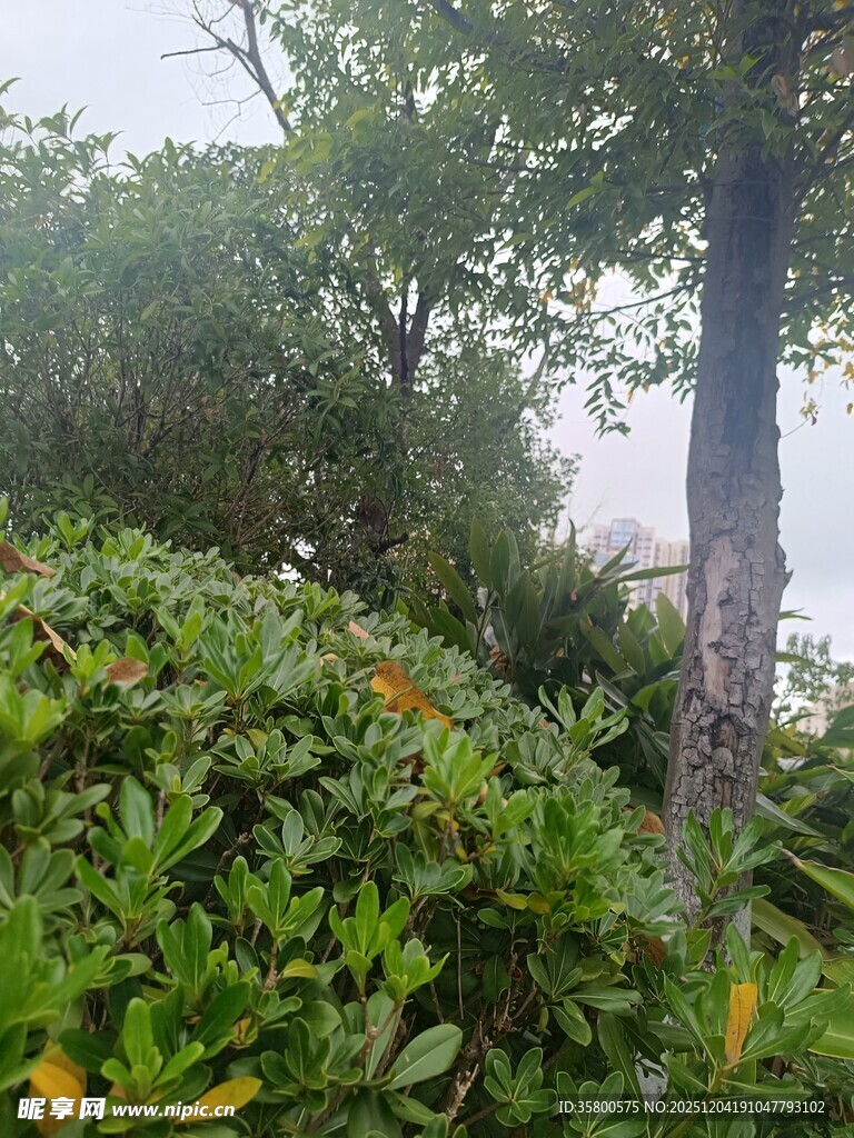 林间树木与繁茂绿植景观