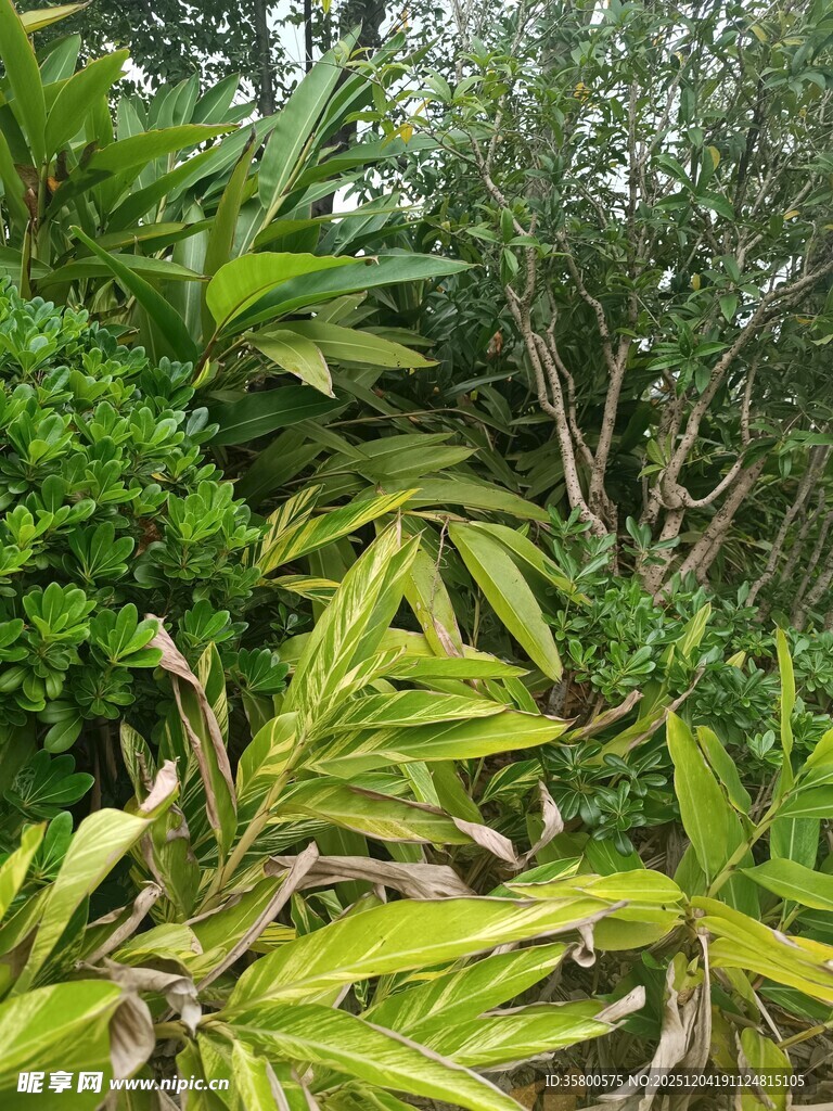 翠绿繁茂的热带植物景观