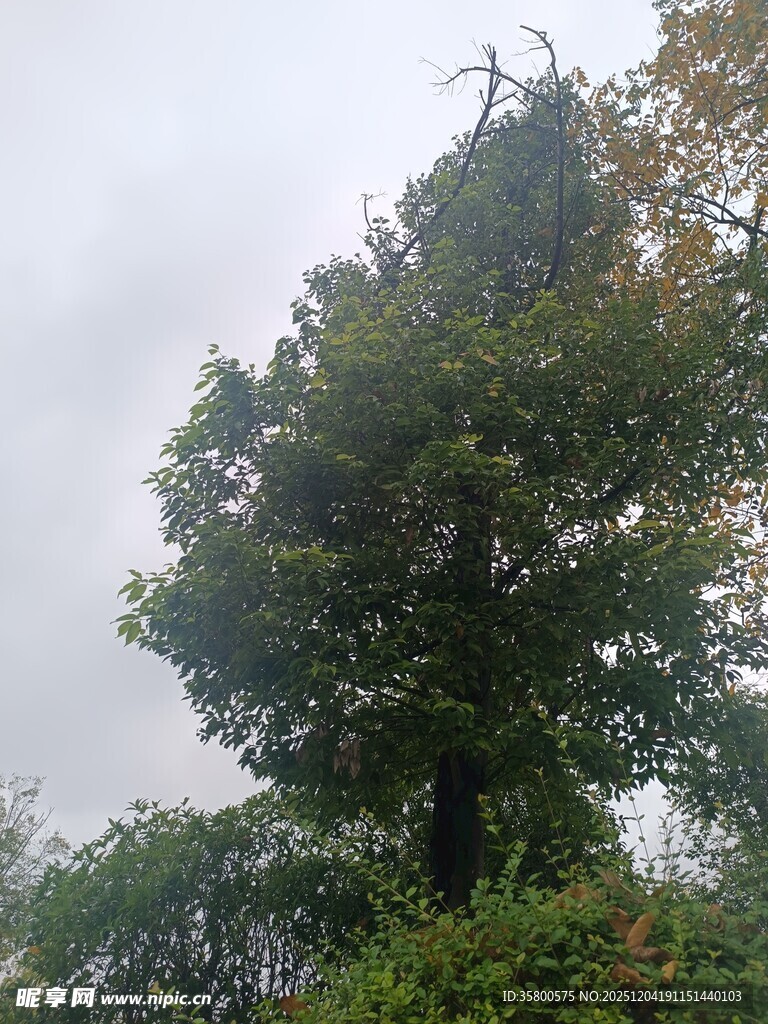 高大挺拔的树木