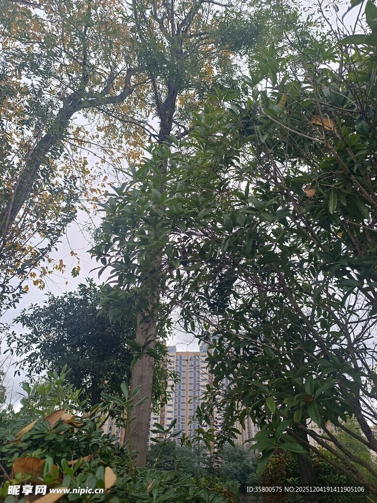 茂密树林中的繁茂绿植