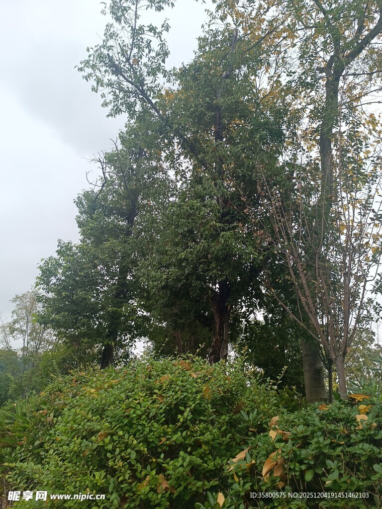 户外繁茂绿植景观