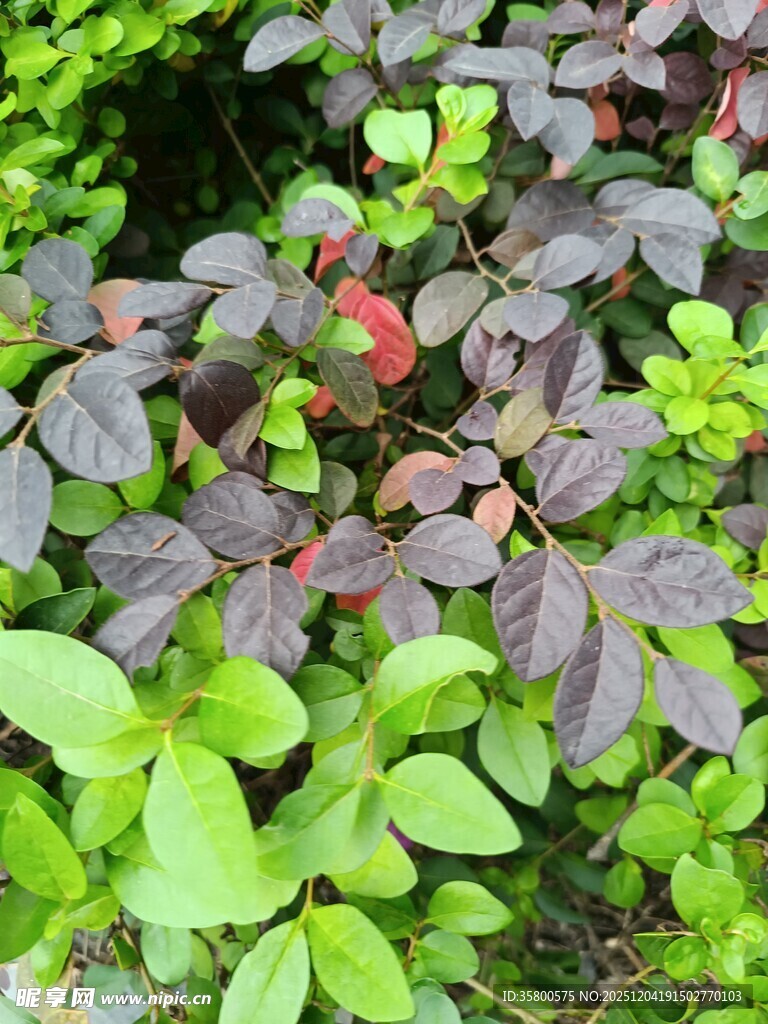 紫叶植物与绿叶植物共生