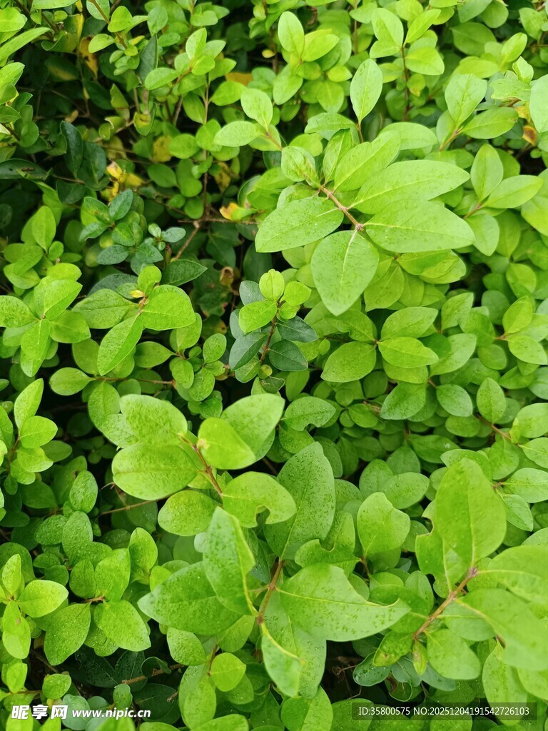 翠绿繁茂的清新植物叶片