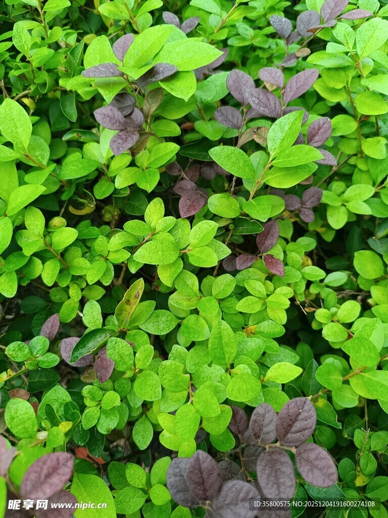 绿叶与紫叶交织的植物景观