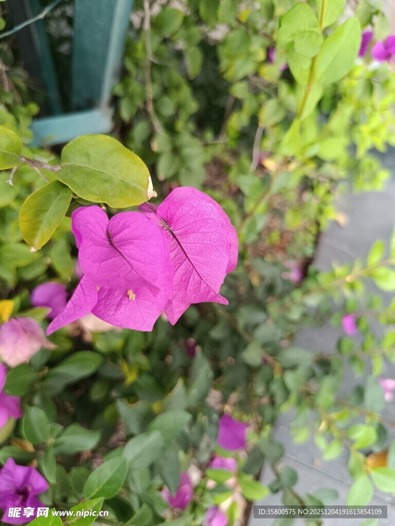 娇艳绽放的粉色月季花