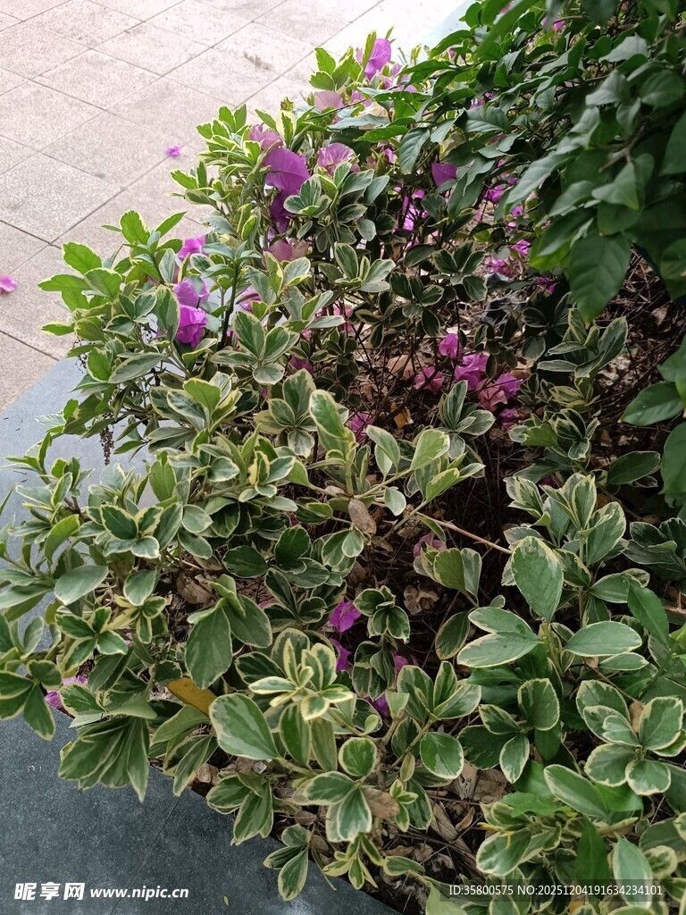 绿叶间绽放的紫色小花