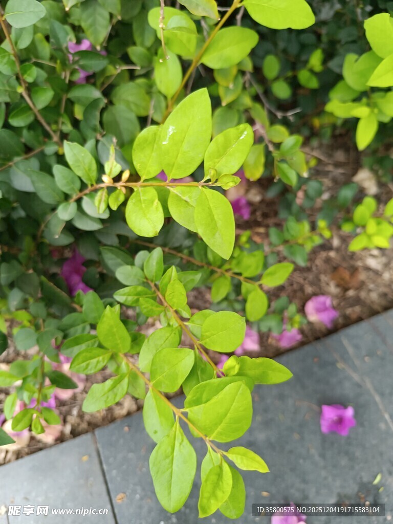 绿叶间散落的娇艳花瓣