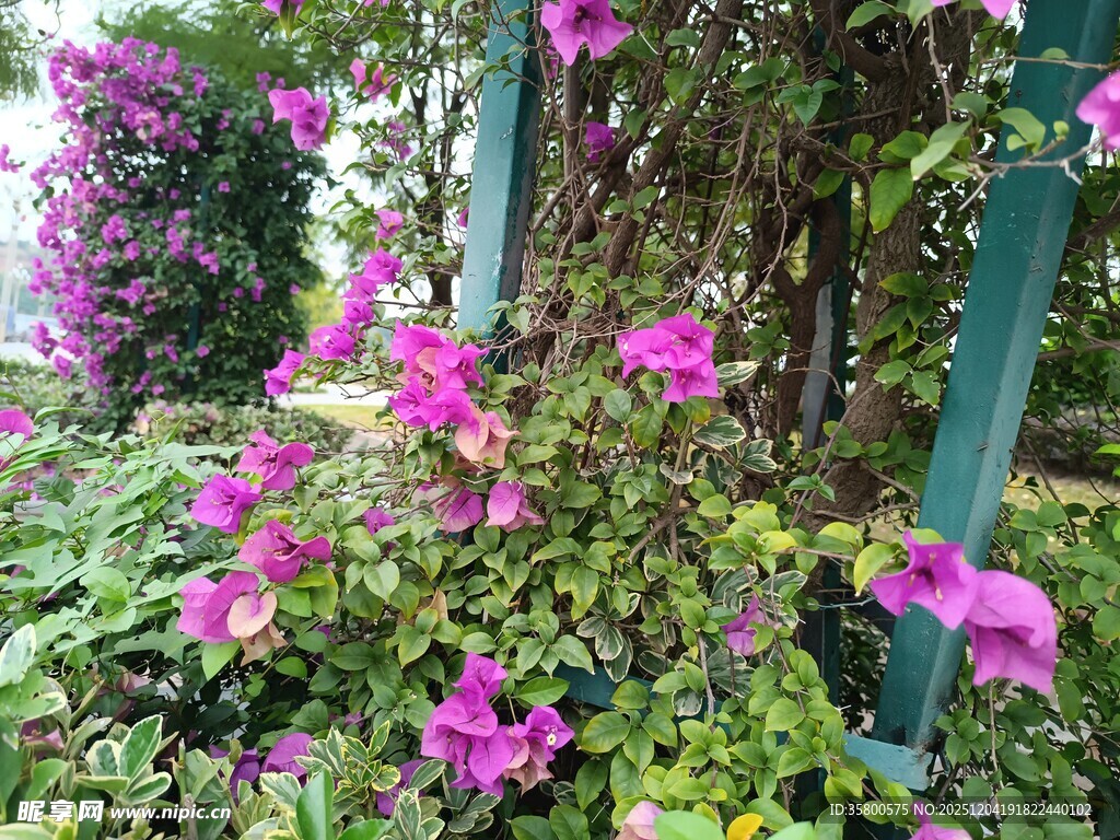 娇艳三角梅绽放于绿植间