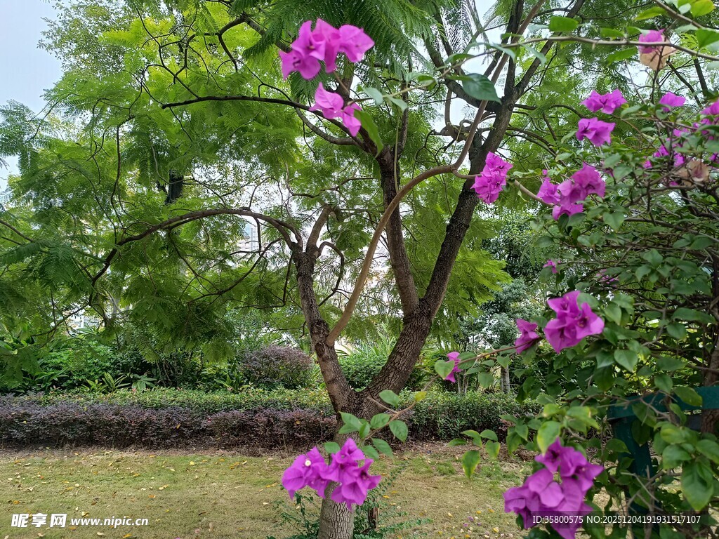 花园中绽放的紫色花卉
