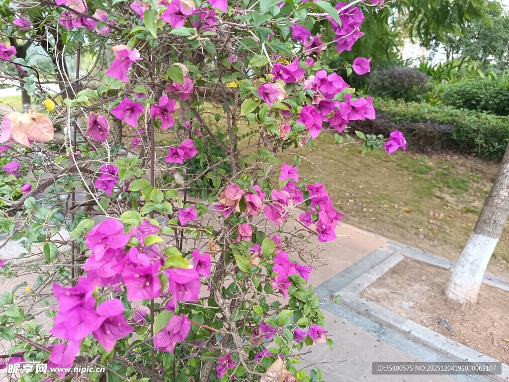 绽放的艳丽三角梅