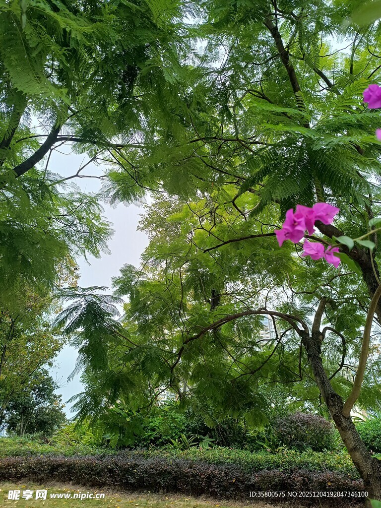 绿荫下绽放的娇艳繁花