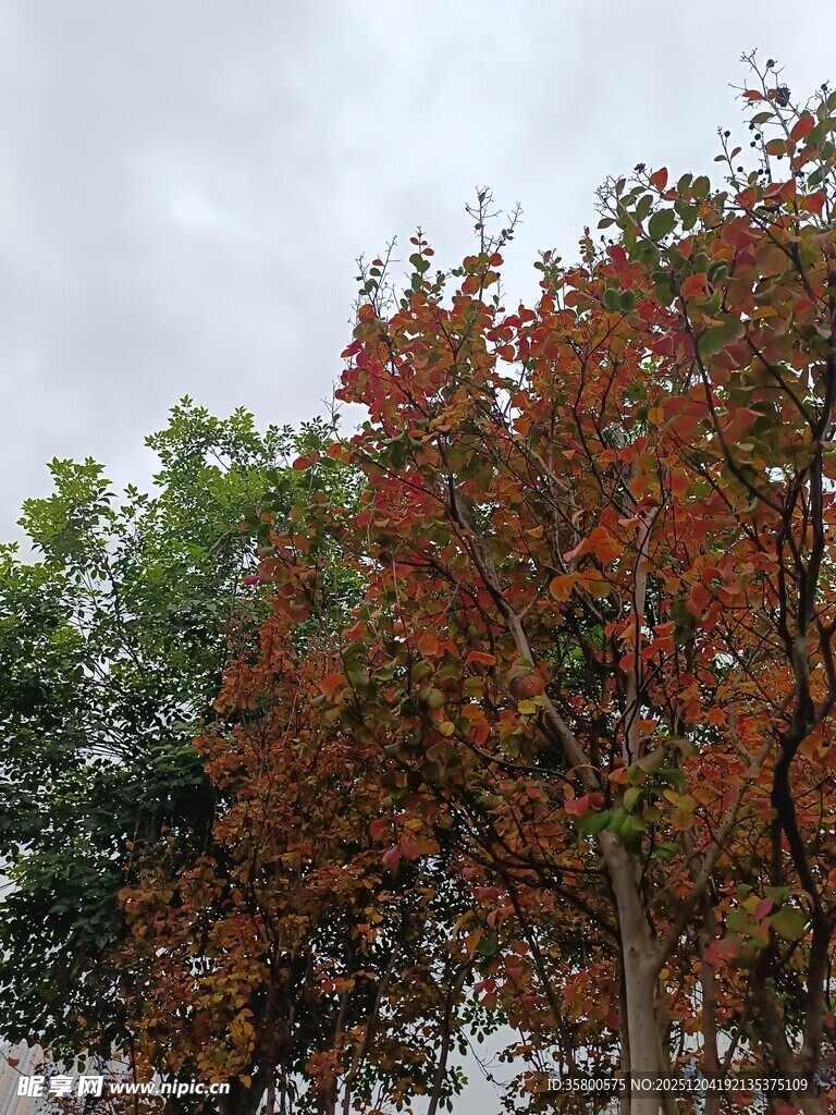 秋日红叶树木景观