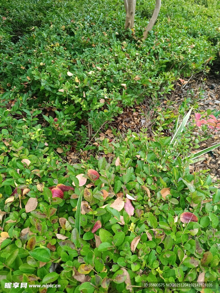 绿叶间的零星红叶