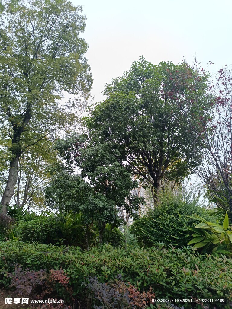 户外繁茂绿植景观