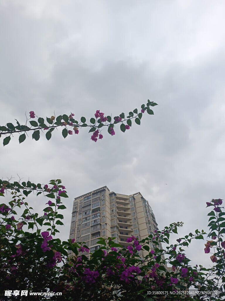 高楼旁绽放的繁花