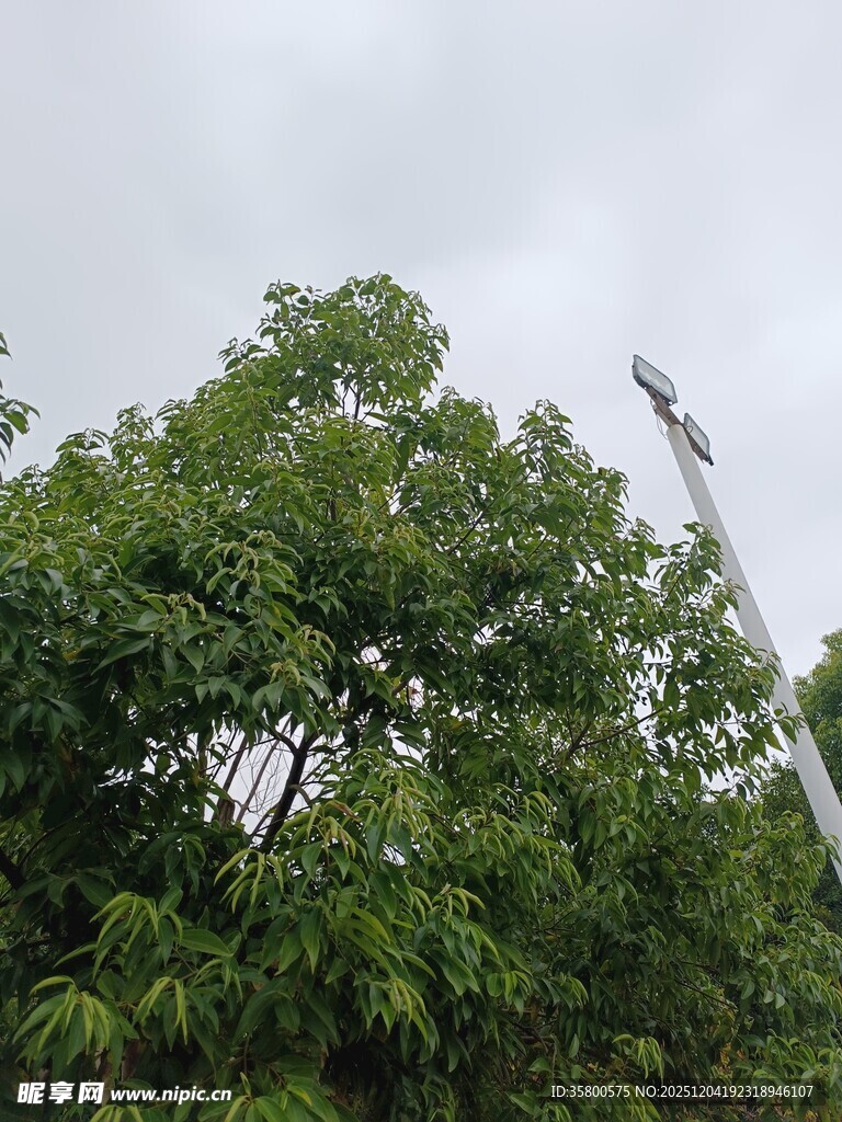 绿树间的游乐设施