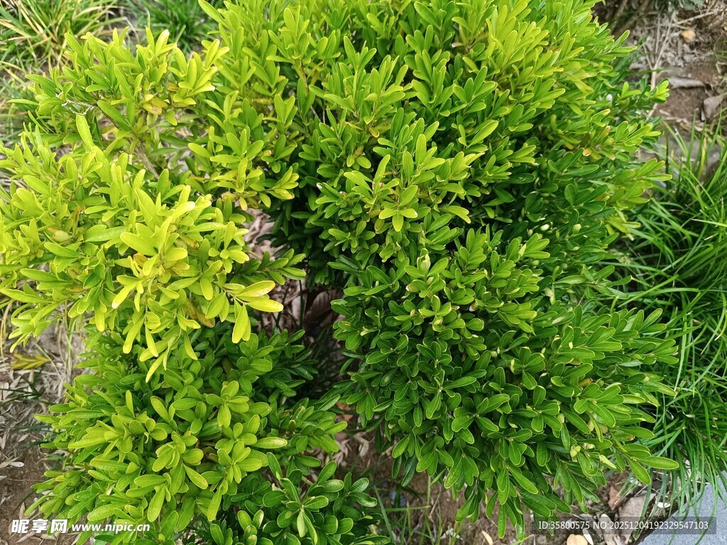 翠绿繁茂的灌木植物