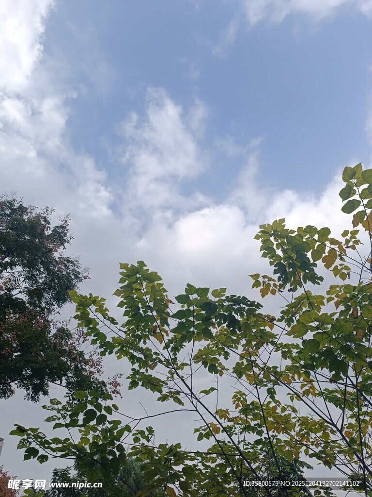 蓝天绿树间的清新景致