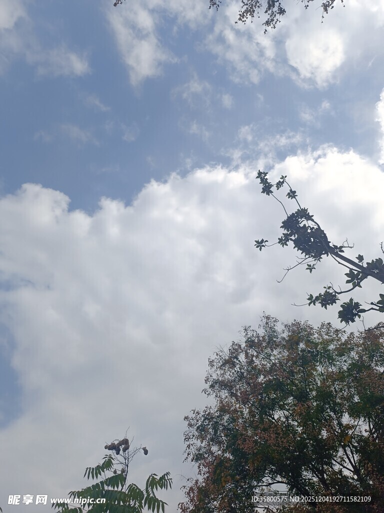 蓝天白云下的树梢景致