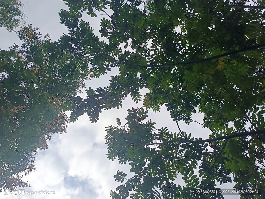 仰视繁茂枝叶间的天空
