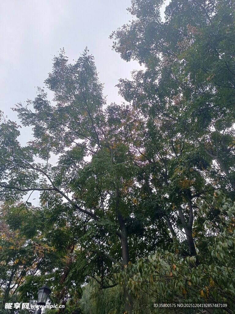 繁茂树林中的绿意景象