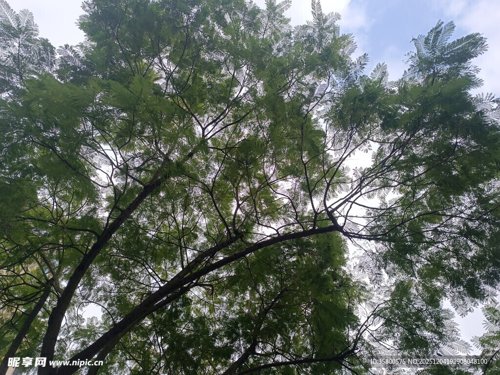 仰视茂密树冠