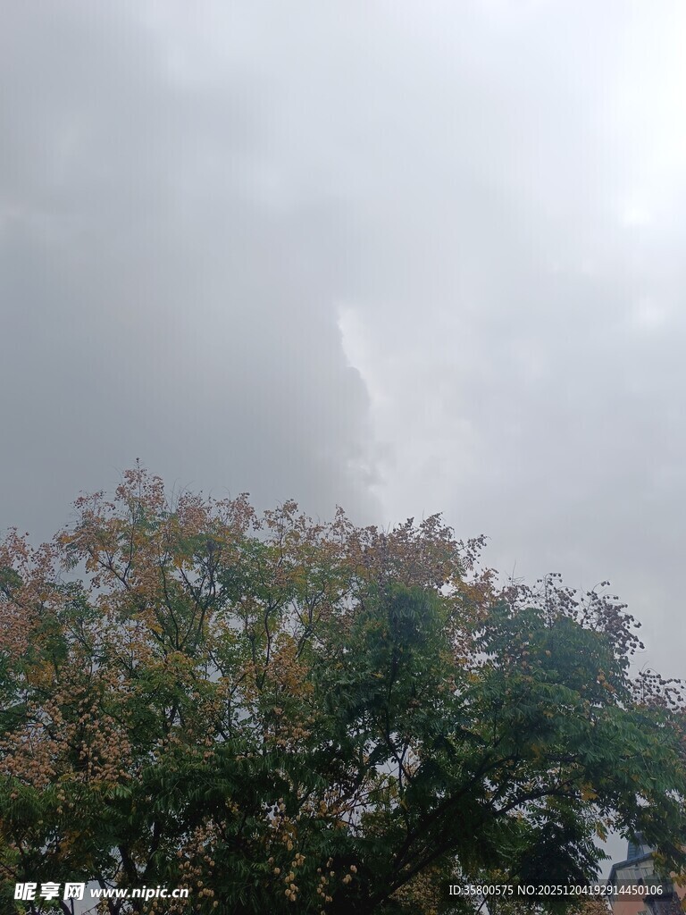 乌云下的树木景观