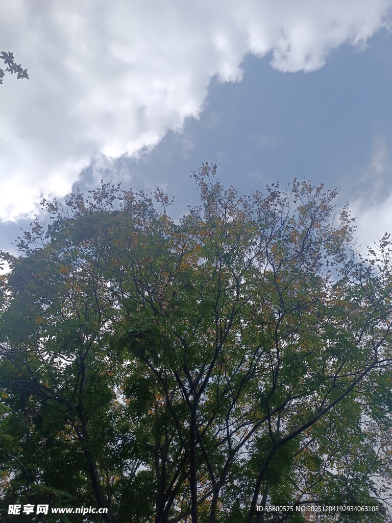 蓝天绿树间的清新景致