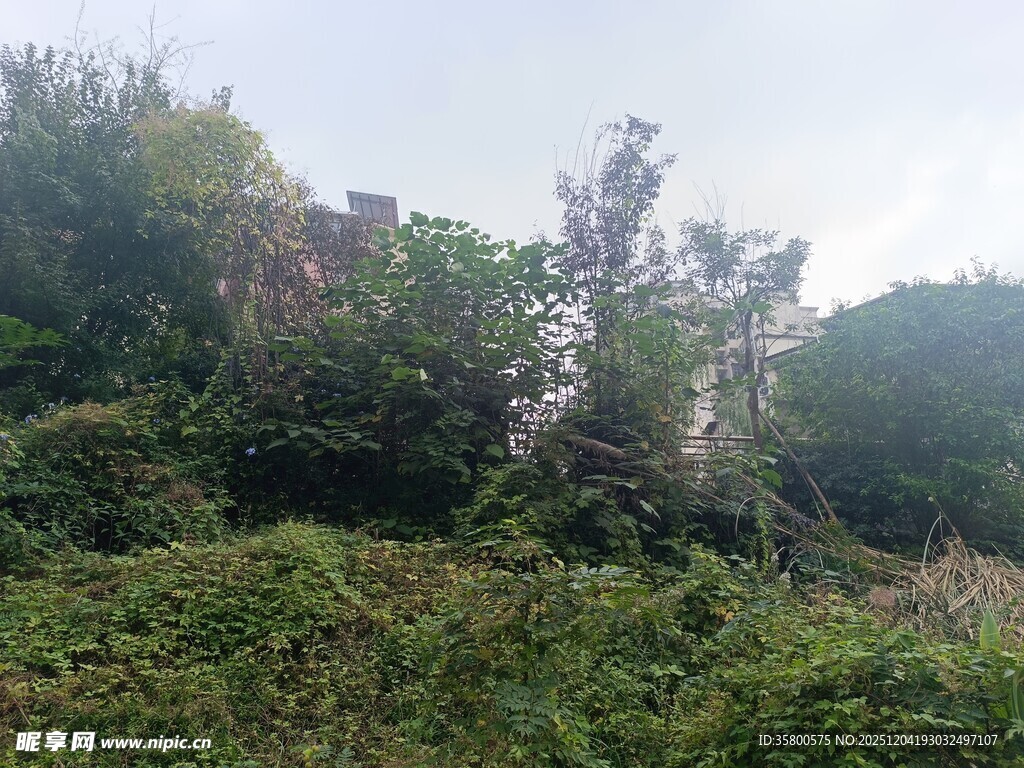 野外繁茂绿植景观