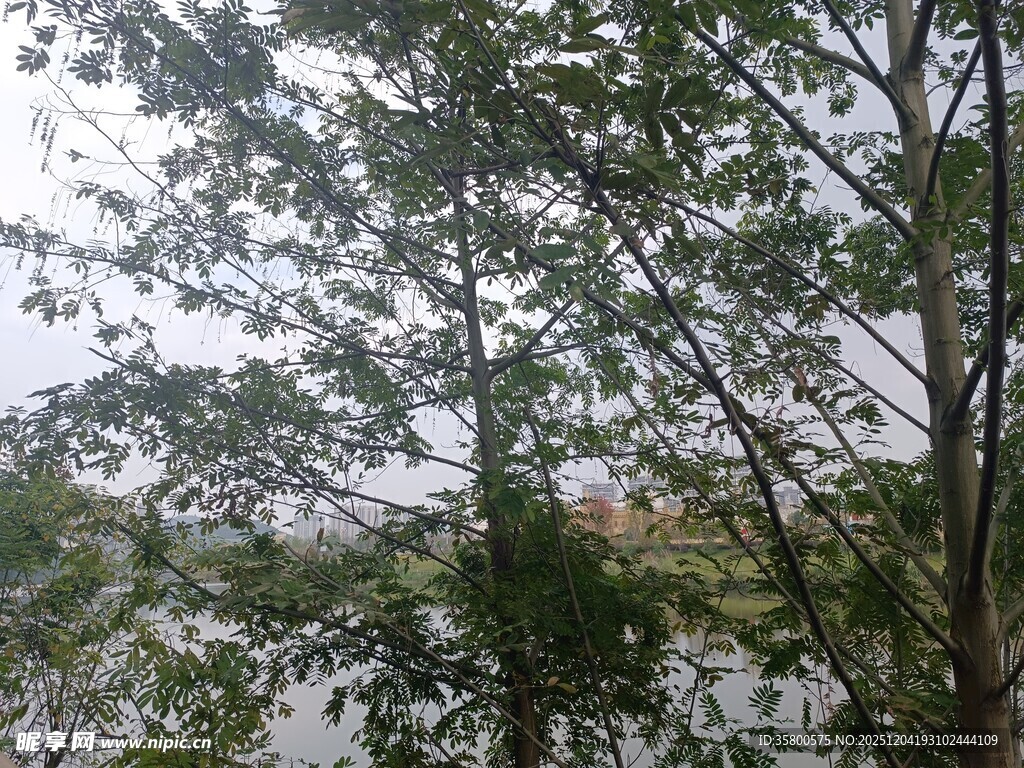 林间绿意盎然的树木景观