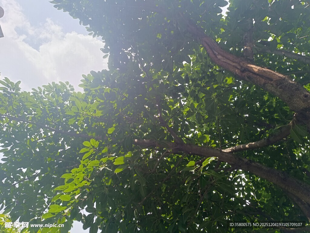 仰视葱郁繁茂的高大树木